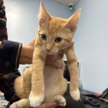 Percy -  Domestic Short Hair Cat for Adoption in Wahiawa, Hawaii - Percy | PetCurious