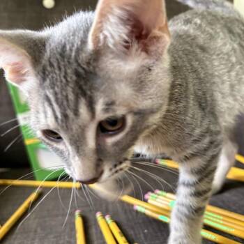 Ticonderoga (Ti) -  Domestic Short Hair Cat for Adoption in Milan, Illinois - Ticonderoga (Ti) | PetCurious