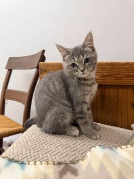 Nori -  Domestic Short Hair Cat for Adoption in Fulton, New York - Nori | PetCurious