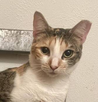 Rescue Calico Cats for Adoption in Houston, Texas - Marissa | PetCurious
