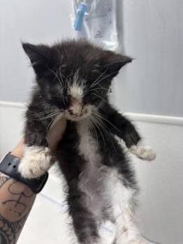 Rumchata -  Domestic Short Hair Cat for Adoption in West Chester, Pennsylvania - Rumchata | PetCurious