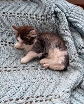 Rescue Maine Coon Cats for Adoption in Ann Arbor, Michigan - Timmy | PetCurious