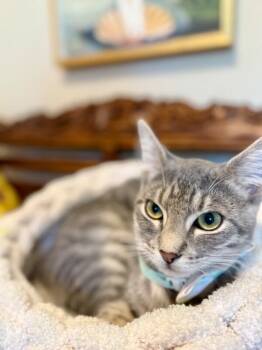 Smeagle Shah -  Tabby and Domestic Short Hair Cat for Adoption in Friendswood, Texas - Smeagle Shah | PetCurious