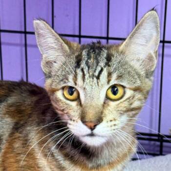 Beatrix -  Domestic Short Hair Cat for Adoption in Redwood Valley, California - Beatrix | PetCurious