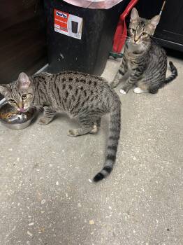 Hitch -  Tabby Cat for Adoption in Naples, Florida - Hitch | PetCurious