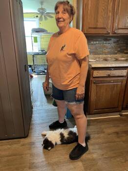 Domestic Long Hair Cats Available for Adoption in Broomall, Pennsylvania - Wednesday | PetCurious