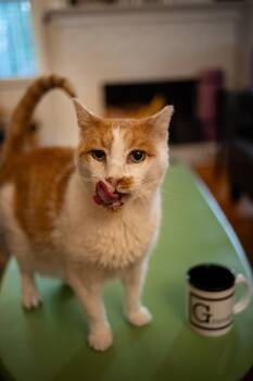 Rescue Domestic Short Hair Cats for Adoption in Avondale Estates, Georgia - Grandpa (lap Cat) | PetCurious