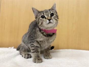 Domestic Short Hair Cats Available for Adoption - BONNIE | PetCurious