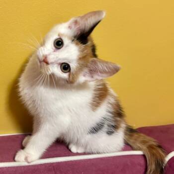 Rescue Domestic Short Hair Cats for Adoption in Washington, District Of Columbia - Emilia | PetCurious