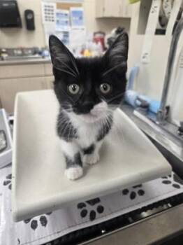 Squash -  Domestic Short Hair Cat for Adoption in Westland, Michigan - Squash | PetCurious