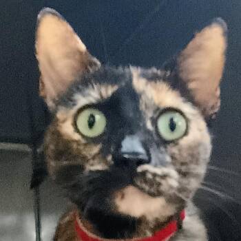 Katniss -  Domestic Short Hair Cat for Adoption in Palestine, Texas - Katniss | PetCurious