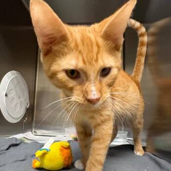 Winkin -  Domestic Short Hair Cat for Adoption in Milton, Florida - Winkin | PetCurious