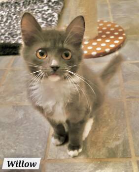 Rescue Domestic Long Hair Cats for Adoption in Spring, Texas - Willow - Kuykendahl Petsmart | PetCurious