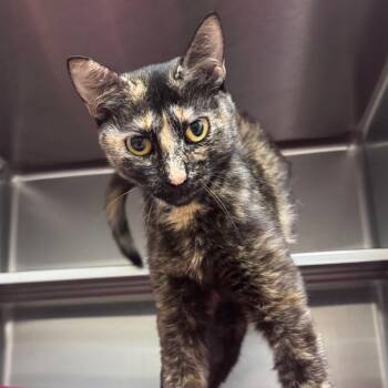 Guava 29738 -  Domestic Short Hair Cat for Adoption in Middleburg, Florida - Guava 29738 | PetCurious