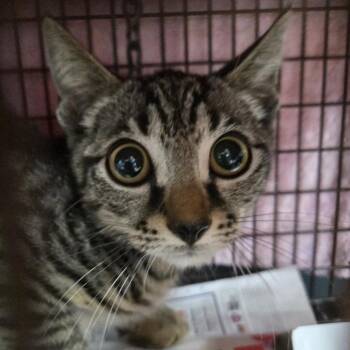Weiser -  Domestic Short Hair Cat for Adoption in Newark, New Jersey - Weiser | PetCurious