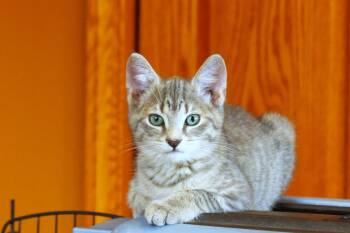 Misty -  Domestic Short Hair Cat for Adoption in Urbana, Ohio - Misty | PetCurious