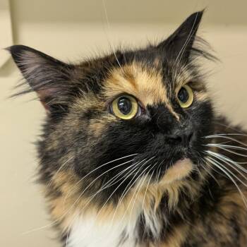 Rescue Domestic Long Hair Cats for Adoption in Spokane, Washington - Esme | PetCurious