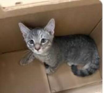 Ro-Ro -  Domestic Short Hair Cat for Adoption - Ro-Ro | PetCurious