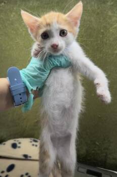 Domestic Short Hair Cats Available for Adoption in Riverside, California - MISO | PetCurious