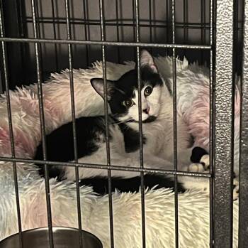 Lucy -  Domestic Short Hair Cat for Adoption in Virginia Beach, Virginia - Lucy | PetCurious