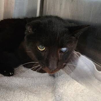 Domestic Short Hair Cats Available for Adoption in Muncie, Indiana - Kayak | PetCurious