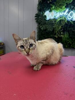 Junebug -  Siamese and Domestic Short Hair Cat for Adoption in Plumerville, Arkansas - Junebug | PetCurious