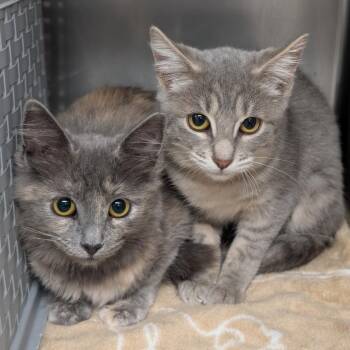 Babbette -  Domestic Medium Hair Cat for Adoption in Spokane, Washington - Babbette | PetCurious