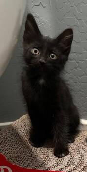 Sub Zero Kombat -  Domestic Long Hair Cat for Adoption in Chandler, Arizona - Sub Zero Kombat | PetCurious
