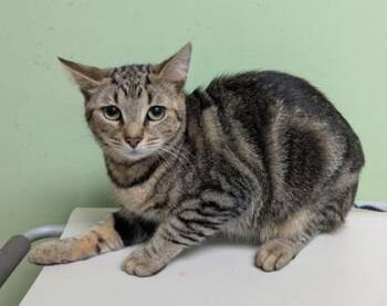 Esmae -  Domestic Medium Hair and Domestic Short Hair Cat for Adoption in Taylorsville, North Carolina - Esmae | PetCurious