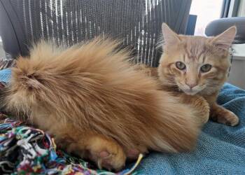 Domestic Medium Hair Cats Available for Adoption in Union City, New Jersey - Aslan | PetCurious