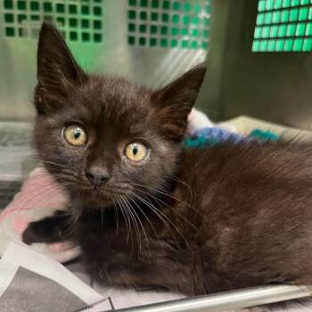 Matilda -  Domestic Medium Hair Cat Available for Adoption in Mount Vernon, Indiana - Matilda | PetCurious