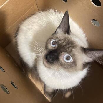Siamese Cats Available for Adoption in Tampa, Florida - Mileena | PetCurious
