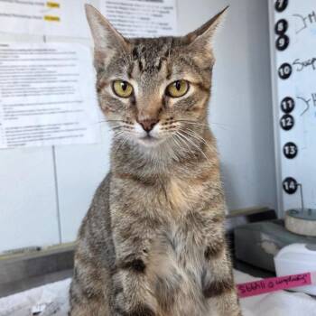 Sugarplum -  Domestic Short Hair Cat for Adoption in Lakeland, Florida - Sugarplum | PetCurious