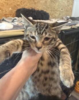 Tater Tot -  Domestic Short Hair Cat for Adoption in Sneads Ferry, North Carolina - Tater Tot | PetCurious