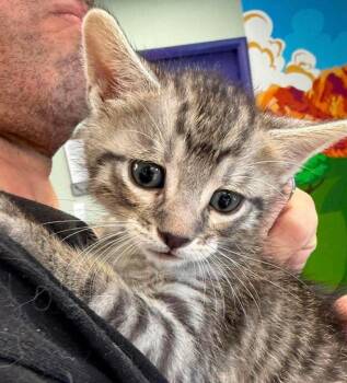 Domestic Short Hair Cats Available for Adoption in St. George, Utah - Shelby | PetCurious