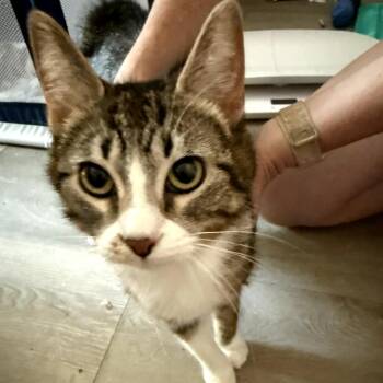 Rescue Domestic Short Hair Cats for Adoption in Toledo, Ohio - Charlotte | PetCurious