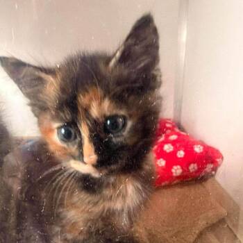 Carmella -  Domestic Short Hair Cat for Adoption in Madison, Wisconsin - Carmella | PetCurious