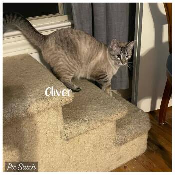 Oliver -  Siamese Cat for Adoption in Tuscaloosa, Alabama - Oliver | PetCurious