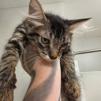 Nami -  Domestic Short Hair Cat for Adoption in West Des Moines, Iowa - Nami | PetCurious
