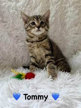 Tommy -  Domestic Short Hair Cat for Adoption in Copley, Ohio - Tommy | PetCurious