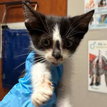 Pickles -  Domestic Short Hair Cat for Adoption in Yuma, Arizona - Pickles | PetCurious
