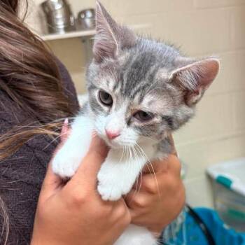 Kekata -  American Shorthair Cat for Adoption in Bethel, Connecticut - Kekata | PetCurious