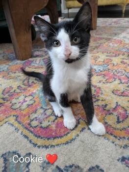 Cookie -  Domestic Short Hair Cat for Adoption in Battle Creek, Michigan - Cookie | PetCurious