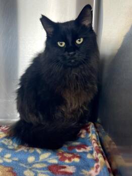 Bliss -  Domestic Long Hair Cat for Adoption in Jamestown, California - Bliss | PetCurious