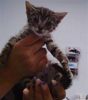 Domestic Short Hair Cats Available for Adoption in Charlotte, North Carolina - GADGET | PetCurious