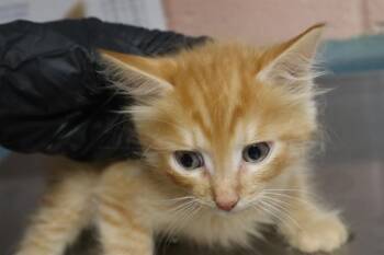JULES -  Domestic Short Hair Cat for Adoption in Columbia, South Carolina - JULES | PetCurious