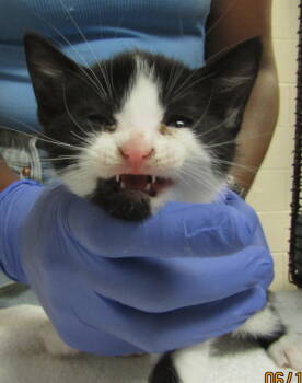 Rescue Domestic Short Hair Cats for Adoption in Raleigh, North Carolina - Wanda | PetCurious