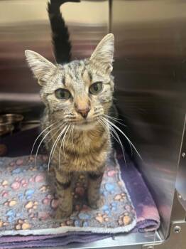 Domestic Short Hair Cats Available for Adoption in Chambersburg, Pennsylvania - Flossy | PetCurious