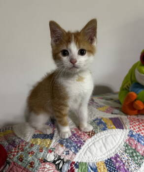 Rescue Tabby and Domestic Short Hair Cats for Adoption in Georgetown, Kentucky - Kam | PetCurious