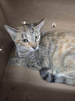 DOLLY PURRTON -  Domestic Short Hair Cat for Adoption in Killeen, Texas - DOLLY PURRTON | PetCurious